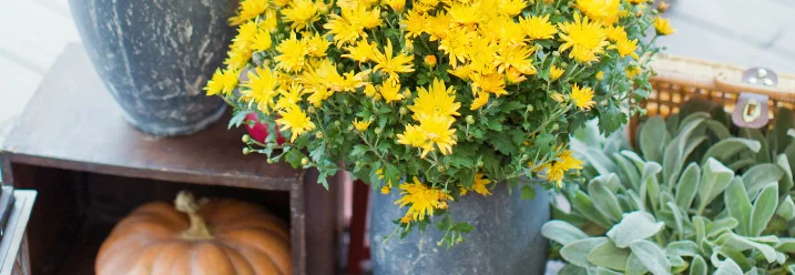 Herbstliche Dekoration mit gelben Blumen